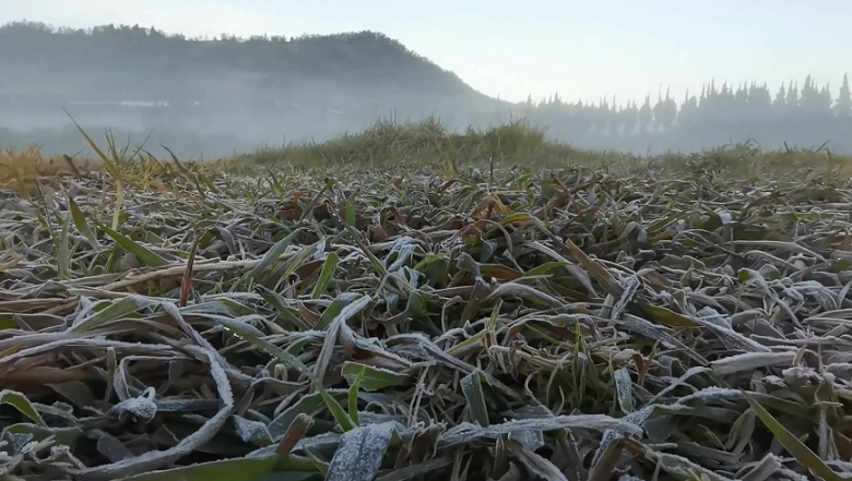 Suhu di Dieng Sentuh Minus 3,5 Derajat Celsius, Rerumputan Tertutup Embun Es