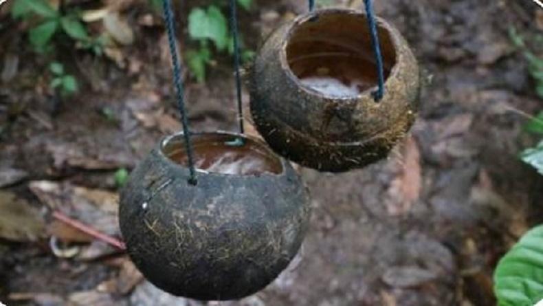 5 Minuman Khas Papua, Nomor 3 untuk Jamuan Tamu dan Acara Adat