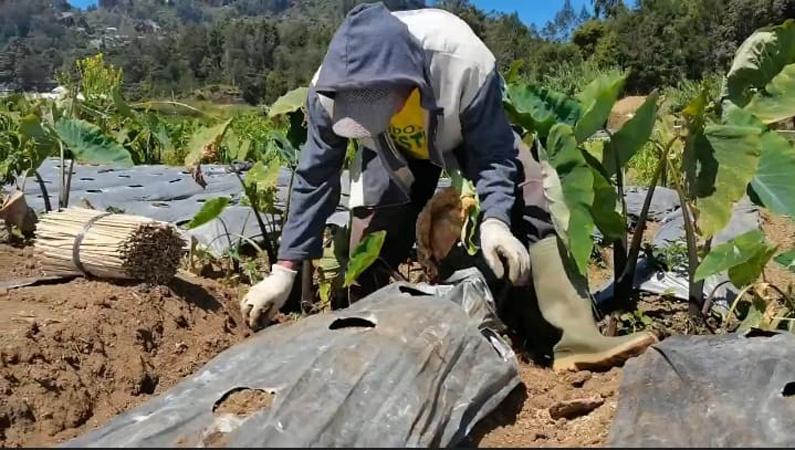 Antisipasi Kerusakan Tanaman Kentang Dampak Embun Es, Petani Dieng Pasang Plastik di Lahan
