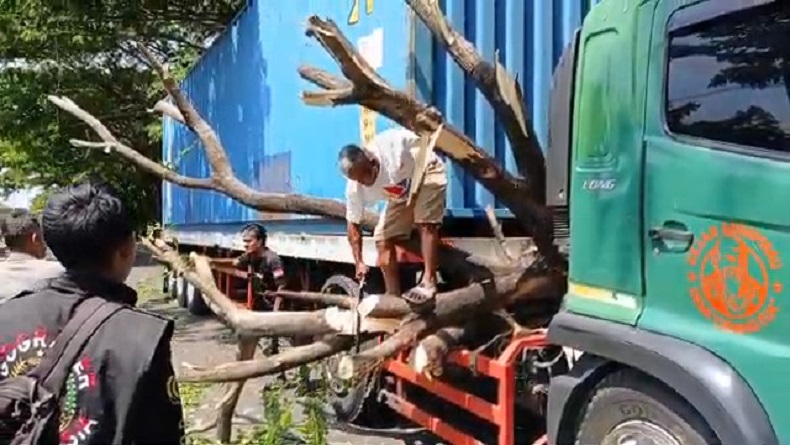 Pohon Tumbang Timpa Truk Kontainer di Pantura Cirebon, Jalur ke Jakarta Sempat Macet