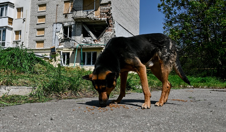 Jelang G20, India Razia Besar-Besaran Anjing Liar di Jalanan