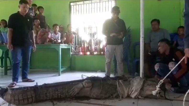 Buaya 4 Meter Ditangkap Warga Ogan Ilir, Dibawa ke Balai Desa Jadi Tontonan