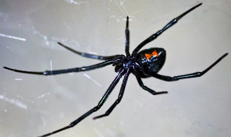 Miris, Bocah Ini Sengaja Digigit Laba-Laba Black Widow karena Ingin Jadi Spider-Man
