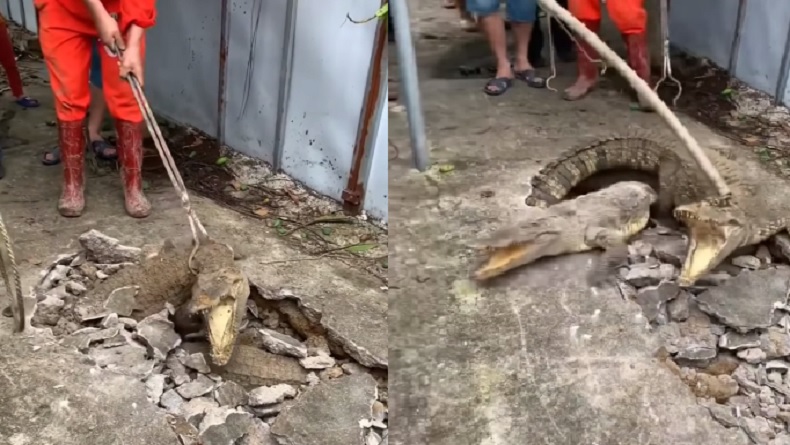 Viral 3 Buaya Muncul dari Tanah Bikin Panik Warga, Evakuasi Ngeri-Ngeri Sedap