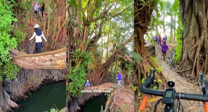 Viral Sleman Punya Pemandangan Akar Raksasa Dijadikan Jembatan, Netizen: Tidak Lama Rusak!