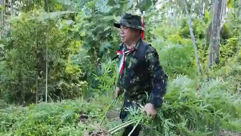BNN Temukan 4,5 Hektare Ladang Ganja Siap Panen di Aceh Utara, Tersebar di 11 Titik