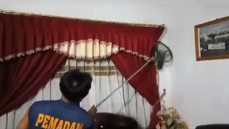 Bikin Panik, 2 Ekor Rakun Masuk Rumah di Palangka Raya, Tim Damkar Turun Tangan