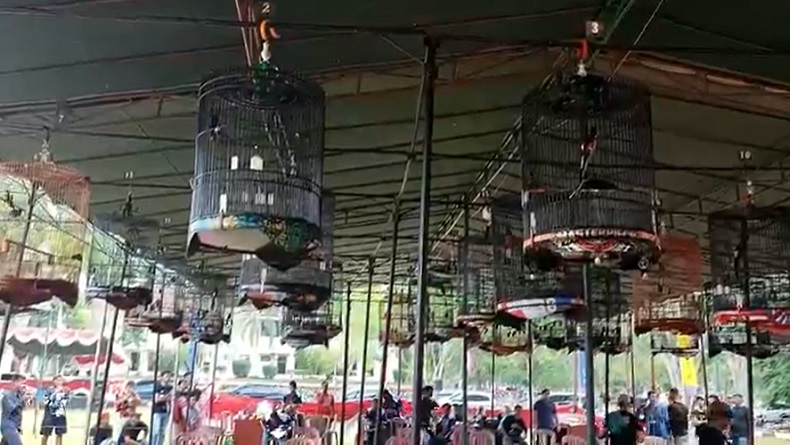 Berhadiah Motor, Festival Kicau Mania Berlangsung Seru di Banyuasin