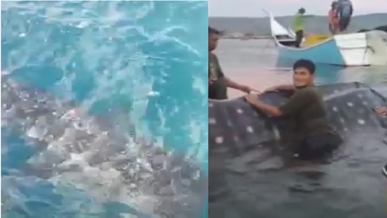 Hiu Tutul Masuk Jaring Nelayan di Aceh Besar, Warga Gotong Royong Lepas ke Tengah Laut