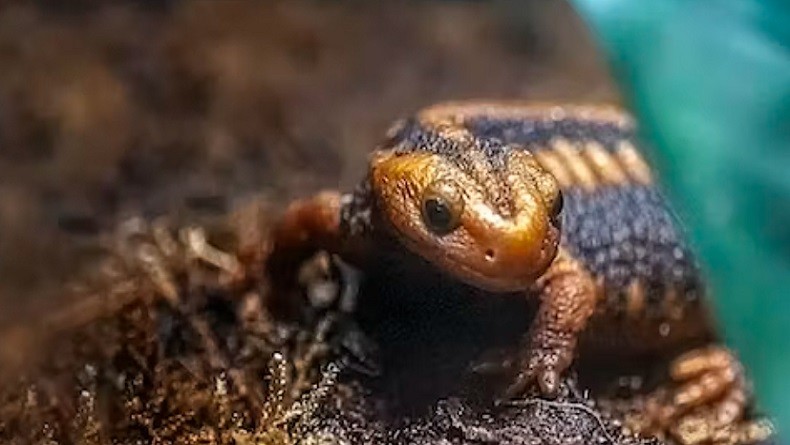 Amfibi Berusia 240 Juta Tahun Ditemukan Peternak Ayam, Diyakini sebagai Nenek Moyang Salamander Raksasa