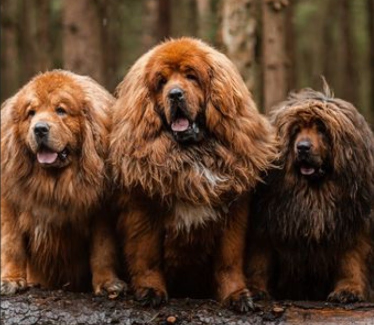 10 Anjing Termahal di Dunia, Nomor 6 Ras Tertua dan Langka  