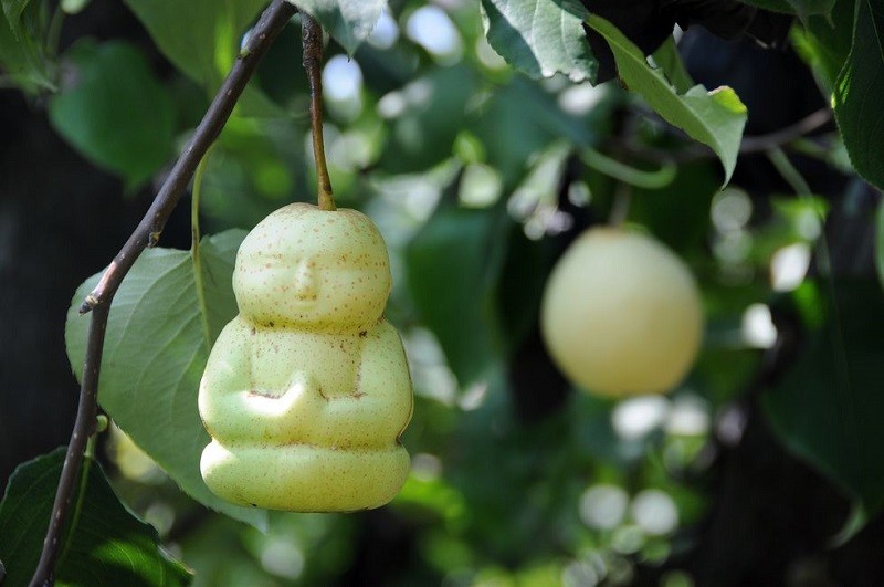 10 Buah Termahal di Dunia, Ada yang Seharga Apartemen  