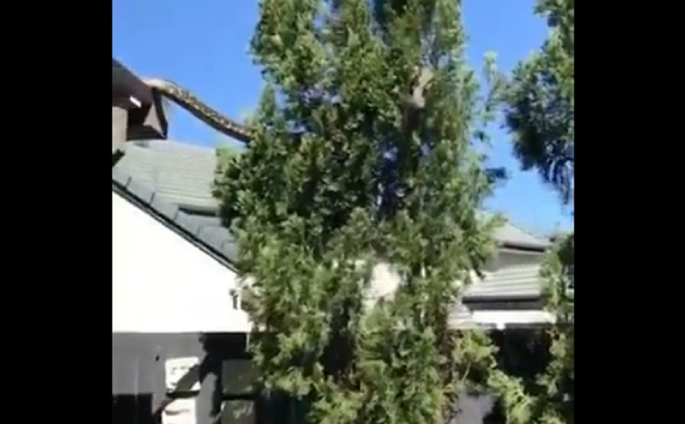 Bikin Bergidik! Video Ular Sanca Karpet Besar Merayap di Atas Atap Rumah Warga Australia