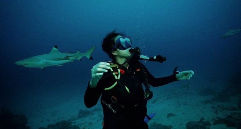 Merinding, Chef Renatta Diving di Morotai Bertemu Hiu seperti Apa Sensasinya?