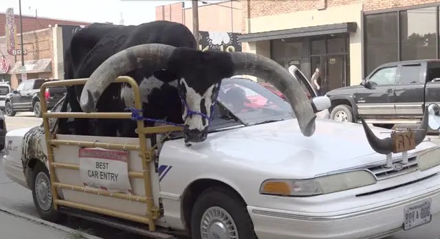 Nekat Angkut Banteng Pakai Mobil Sedan Pria Ini Ditilang