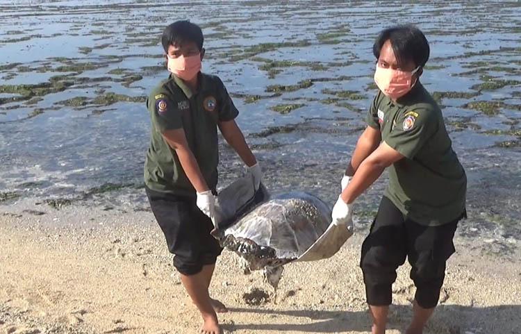 Tebar Bau Busuk, Seekor Penyu Ditemukan Mati Terdampar di Pantai Sepanjang Gunungkidul