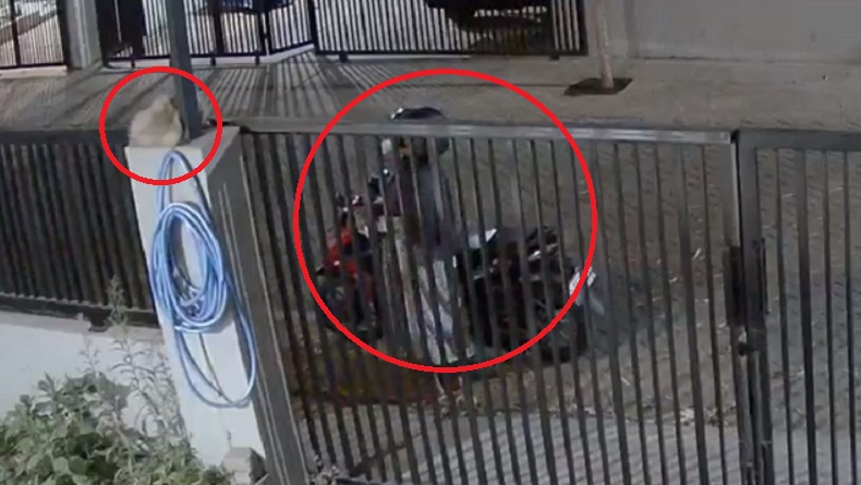 Viral Emak-Emak Berdaster Curi Kucing lalu Dimasukkan ke Jok Motor