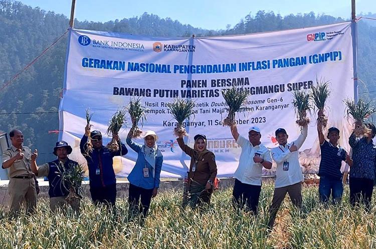 BI-IPB Sukses Kembangkan Bawang Putih Varietas Tawangmangu Super, Hasil Rekayasa Genetika
