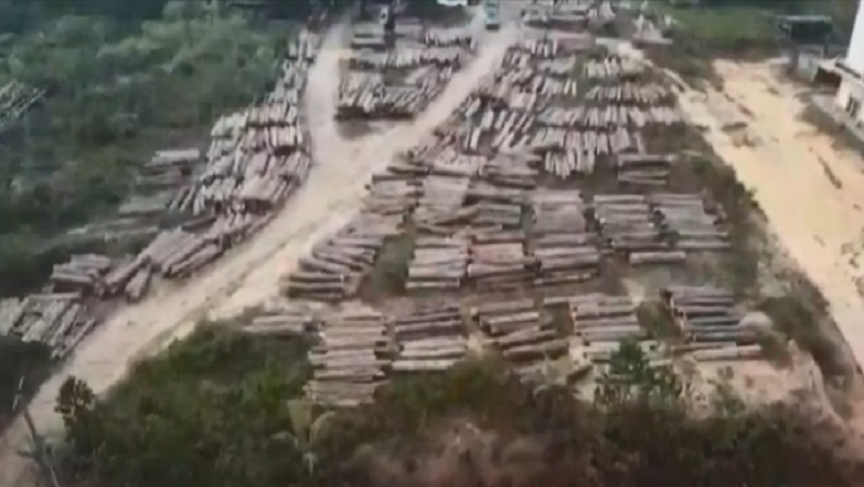 Polda Sumsel Bongkar Kasus Illegal Logging di Musi Banyuasin, 700 Kayu Balok Diamankan