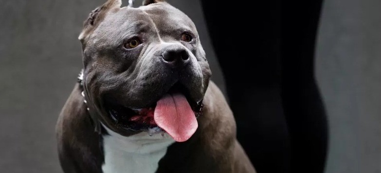 Serang Anak Kecil, Anjing Jenis American Bully Dilarang di Inggris