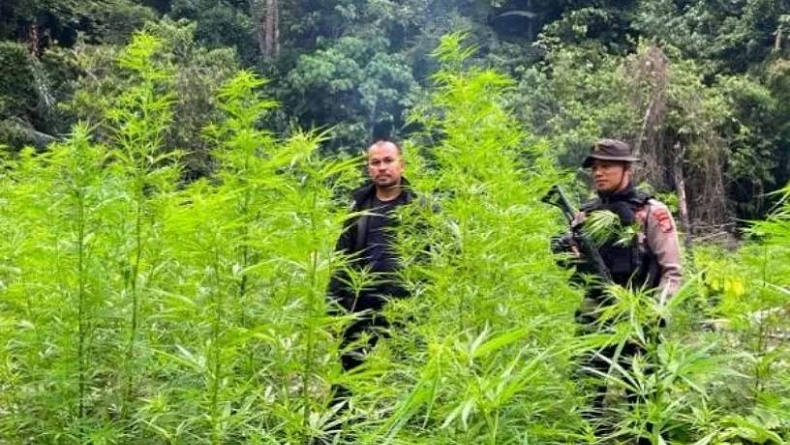 Pantau Pakai Drone, Polisi Temukan Ladang Ganja Seluas 4 Hektare di Nagan Raya