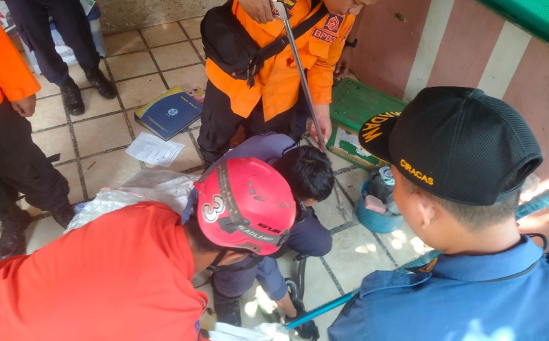 Ngeri, Warga Bogor Panik Temukan Induk dan Anak Ular Kobra di Tumpukan Barang Bekas
