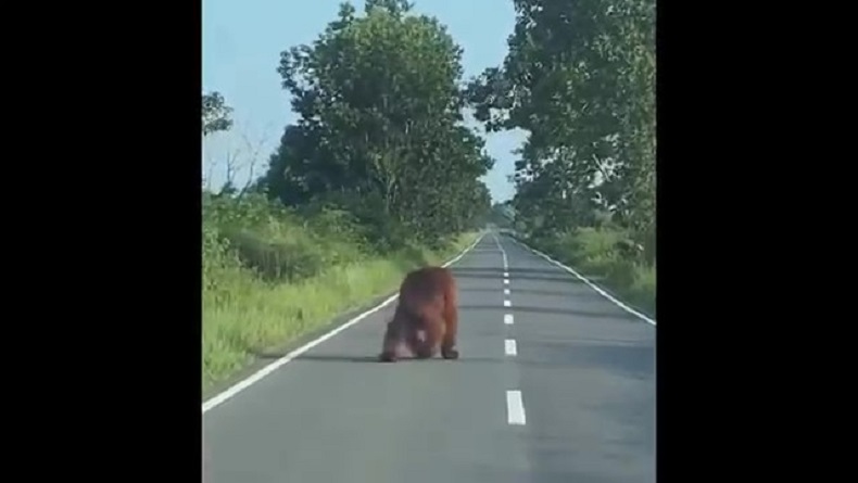 Diduga Kelaparan, Orang Utan Besar Berkeliaran di Jalan Raya Kotawaringin Lama Kobar