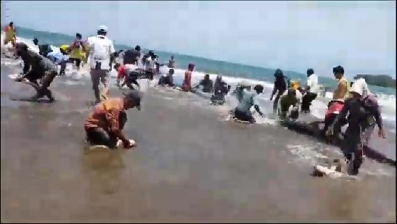 Viral Nelayan Pangandaran Heboh Dapat Kakap, Berlimpah Ikan Ukuran Jumbo