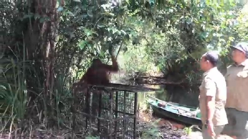 Usai Tertangkap, Orang Utan Dilepasliarkan di Suaka Margasatwa Lamandau Kalteng