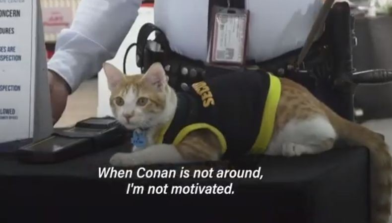 Kenalkan, Ini Conan Kucing Sekuriti Gedung yang Menggemaskan