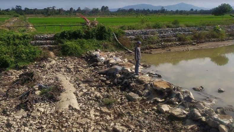 Kemarau Sebabkan Ratusan Hektare Sawah di Kolaka Timur Mengering, Petani Cemas