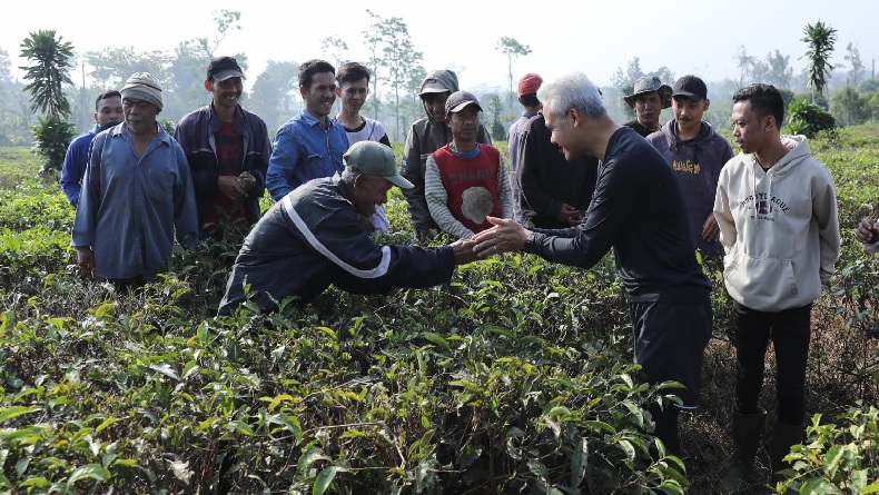 Ganjar Pranowo Sebut Potensi Teh Indonesia Sangat Luar Biasa dan Harus Dikembangkan