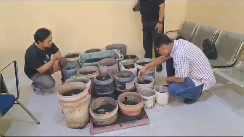 Pria di Kubu Raya Tanam 24 Pohon Ganja di Pot, Tak Berkutik saat Digerebek Polisi 