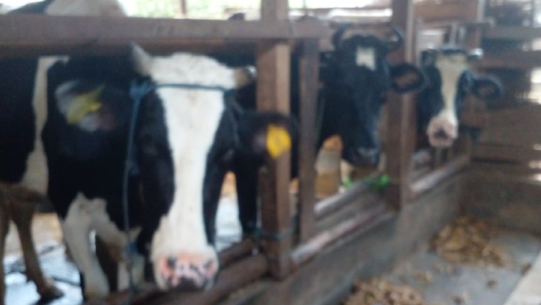 Dampak Kemarau, Pakan Sapi Perah Sulit Didapat, Produksi Susu Pangalengan Turun 50 Persen