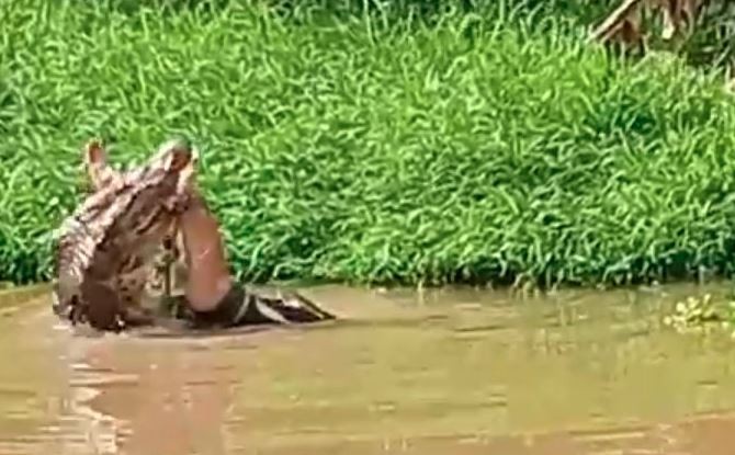 Ngeri, Warga Kolaka Timur Tewas Diterkam Buaya di Sungai Wunggoloko