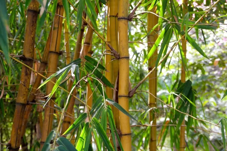 Mitos tentang Pohon Bambu yang Tak Banyak Orang Tahu