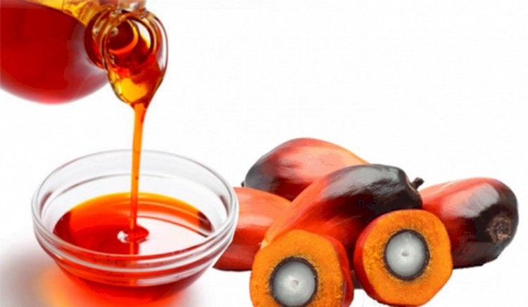 PTPN Percepat Pembangunan Pabrik Kelapa Sawit untuk Produksi Minyak Goreng Merah