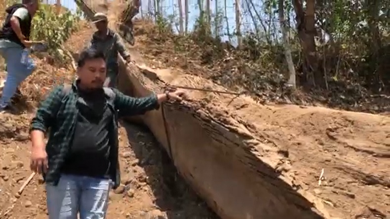 Kronologi Temuan Batang Pohon Tua di Ladang Desa Ngembeh, Terpendam 3 Meter Dalam Tanah