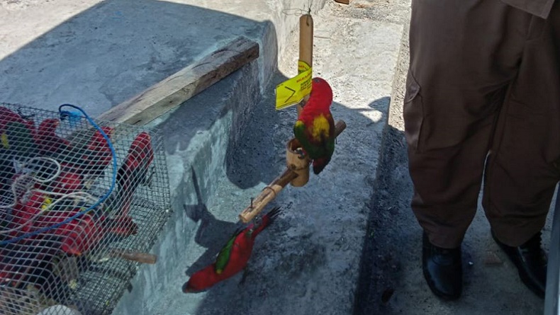 Petugas Karantina Gagalkan Penyelundupan Puluhan Burung Nuri, Berawal dari Suara Kicauan