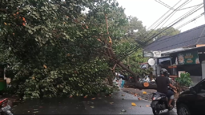 Hujan Deras Disertai Angin Kencang di Makassar, Pengendara Dilarikan ke RS Tertimpa Pohon