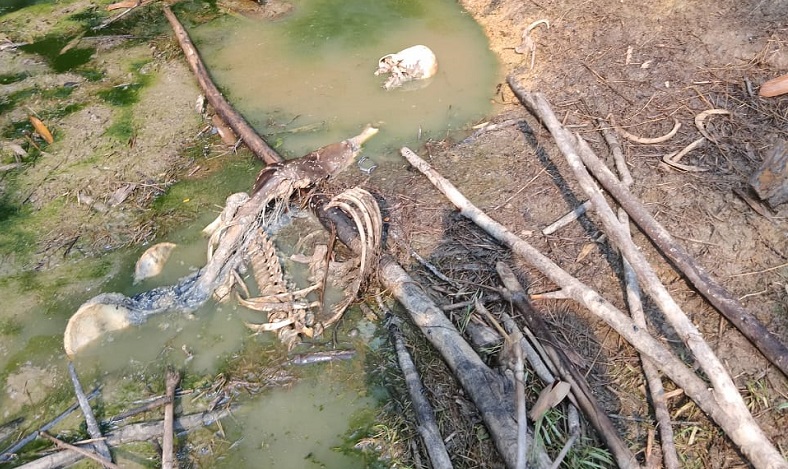 Kerangka Manusia di Kebun Gegerkan Warga Bogor, Begini Penampakannya
