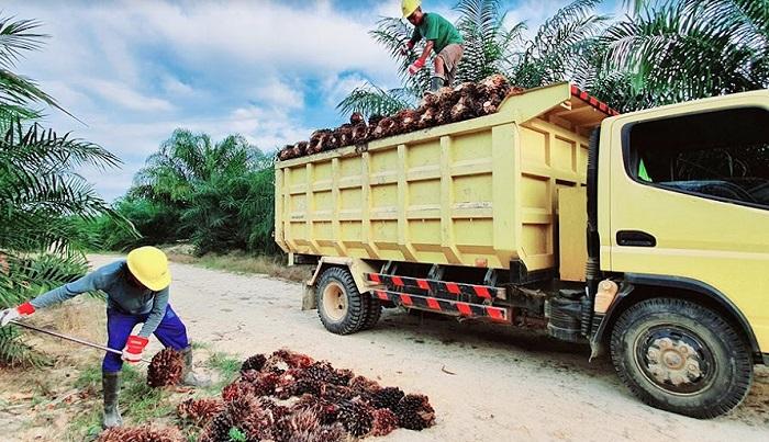 PTPN III Dirikan Palm Co, RI Bisa Produksi Minyak Goreng 1,8 Juta Ton per Tahun
