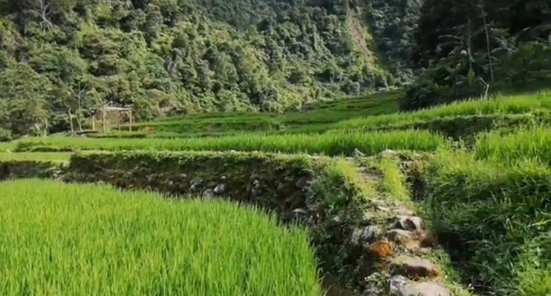 Kampung Unik di Bogor, Punya Air Terjun Cantik dengan Sawah Hijau Suasananya seperti di Ubud 