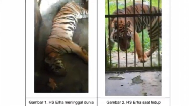 Harimau di Medan Zoo Mati, Ini Kata Bobby Nasution