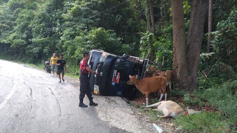 Kecelakaan di Kolaka Utara, Pikap Tabrak Pohon hingga Nyaris Jatuh ke Jurang