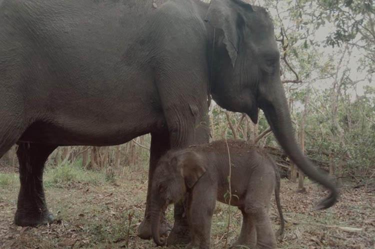 Riska, Gajah Sumatera di Taman Nasional Way Kambas Lahirkan Anak Kedua