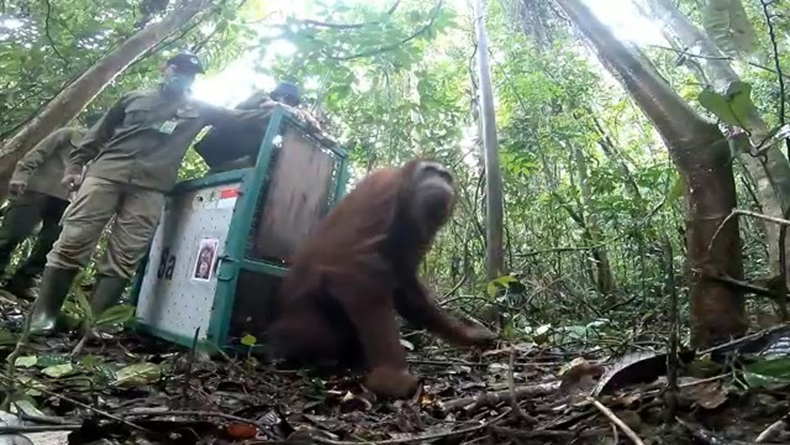 Direhabilitasi 10 Tahun, 8 Orang Utan Dilepasliarkan di Hutan Murung Raya