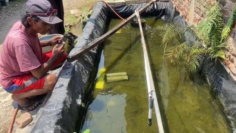 Budi Daya Lobster di Lahan Sempit, Warga Banjarnegara Raup Omzet Jutaan Rupiah per Bulan