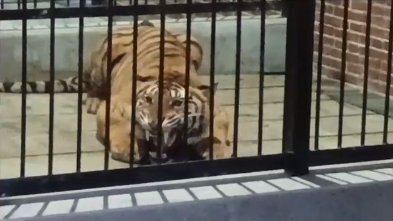 Mengenaskan, Penjaga Harimau Milik Pengusaha di Samarinda Tewas Diterkam