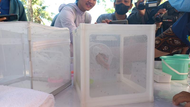 Nyamuk Wolbachia Disebar di Banyumanik dan Tembalang, IDI Semarang: Tak Perlu Khawatir 